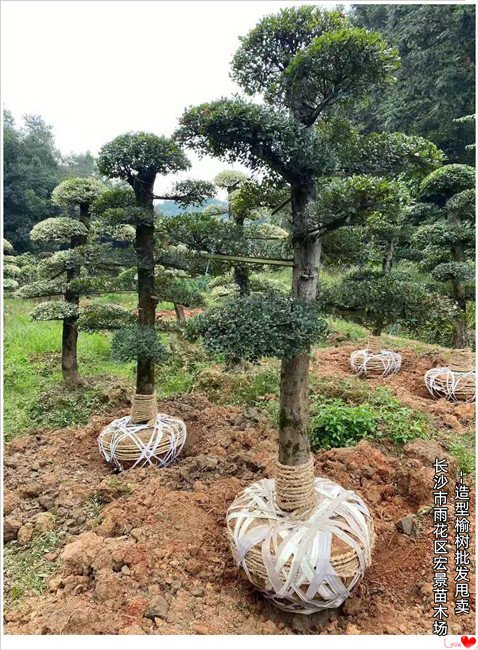 湖南榆树价格，湖南造型榆树苗木，浏阳丛生榆树，浏阳造型榆树价格