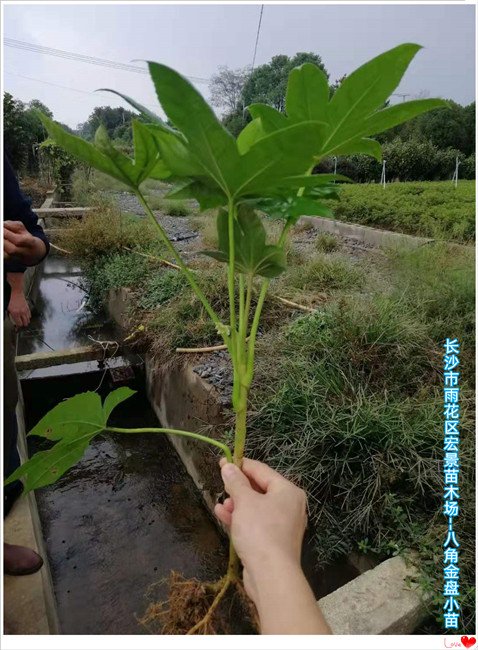 八角金盘价格，湖南八角金盘杯苗，浏阳八角金盆小苗