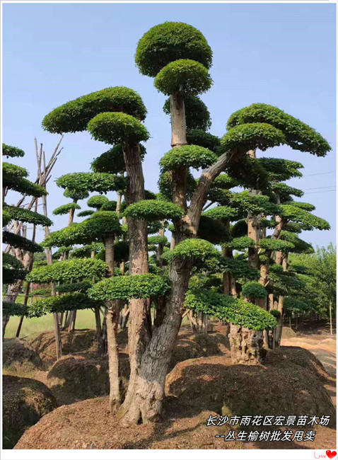 湖南榆树价格，浏阳造型榆树苗圃，湖南丛生榆树--宏景苗木场