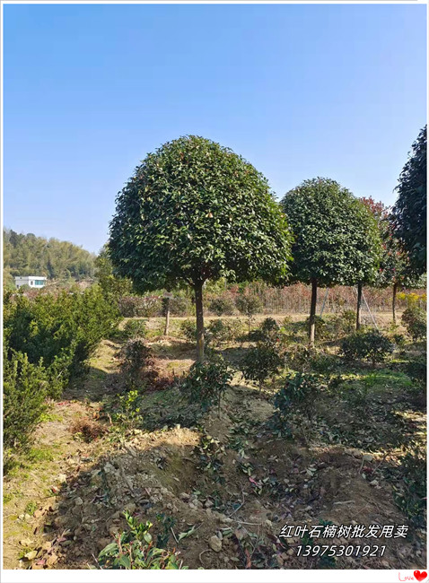 湖南红叶石楠树，湖南红叶石楠价格--宏景苗木场