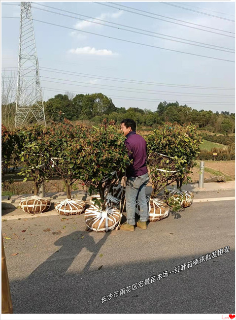 湖南红叶石楠球，红叶石楠杯苗，红叶石楠小毛球--宏景苗木场