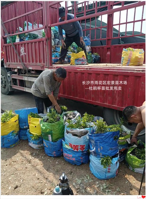 湖南杜鹃杯苗，浏阳杜鹃小毛球价格，湖南春鹃小苗--宏景苗木场