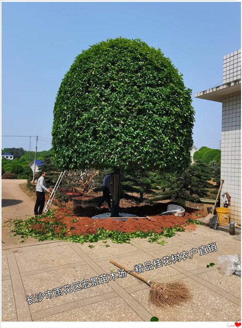 湖南桂花价格，湖南精品桂花树，湖南丛生桂花树--宏景苗木场