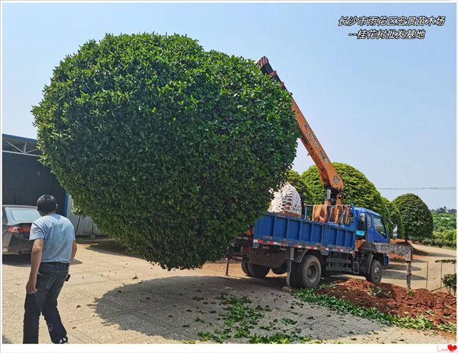 湖南桂花价格，湖南精品桂花树，湖南丛生桂花树--宏景苗木场