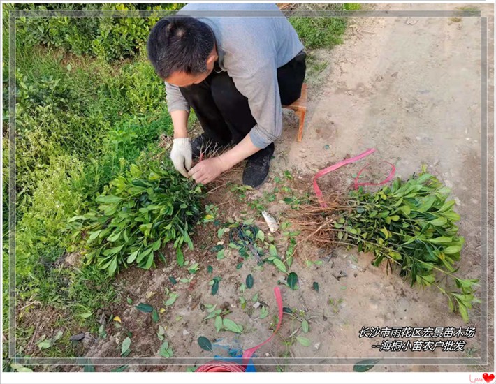 湖南海桐杯苗，湖南海桐小苗，浏阳海桐小毛球--宏景苗木