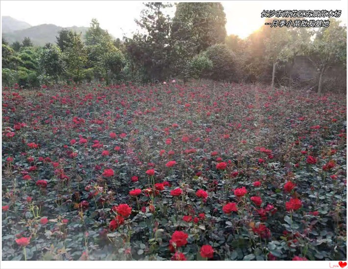 月季小苗价格，湖南月季杯苗，湖南树状月季--宏景苗木场