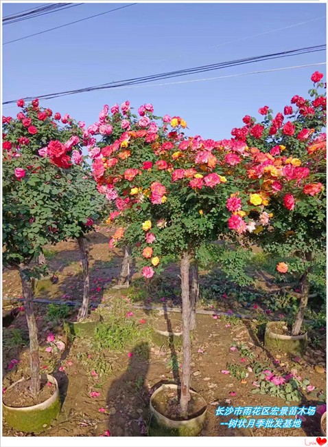 月季小苗价格，湖南月季杯苗，湖南树状月季--宏景苗木场