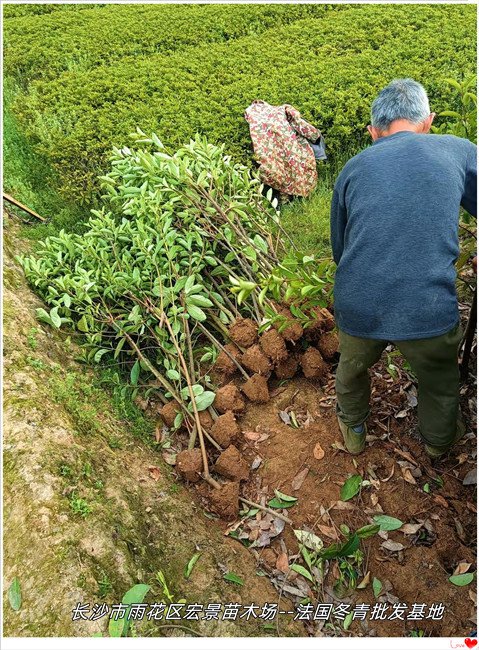 法国冬青价格，湖南法国冬青小苗，浏阳法国冬青小毛球--宏景苗木场