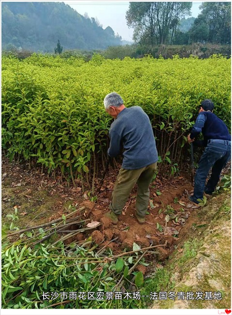 法国冬青基地，法国冬青价格 ，湖南法国冬青小苗--宏景苗木场