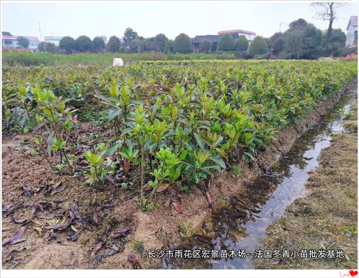 法国冬青基地，法国冬青价格 ，湖南法国冬青小苗--宏景苗木场