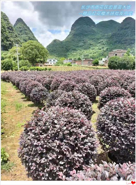 湖南红花檵木球，浏阳精品红花檵木球，红花檵木基地--宏景苗木场