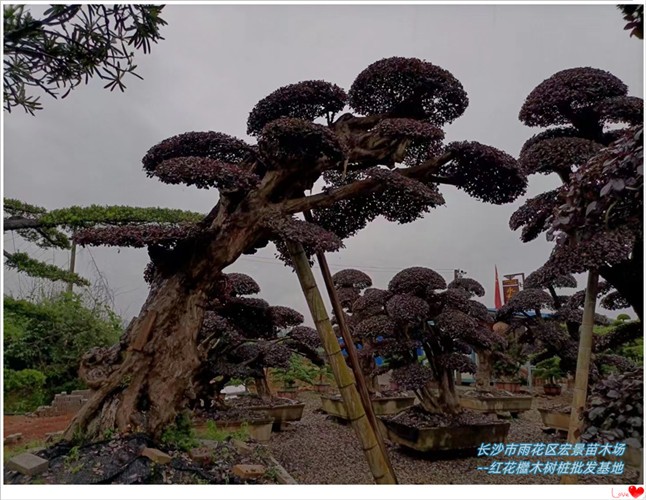 红花檵木盆景，湖南红花檵木价格，浏阳红花檵木树桩--宏景苗木场