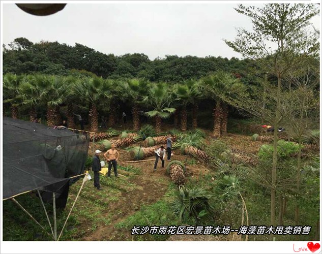 湖南海藻价格，中东海藻苗圃，浏阳海藻基地--宏景苗木场