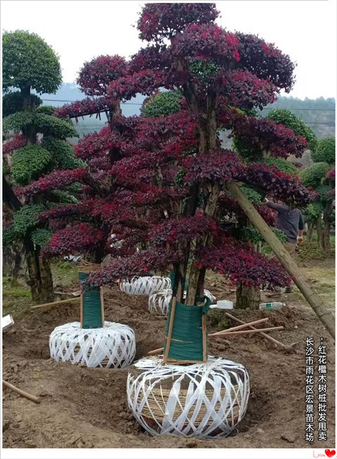 湖南红花檵木树桩，浏阳红花檵木价格，造型红花檵木-宏景苗木场