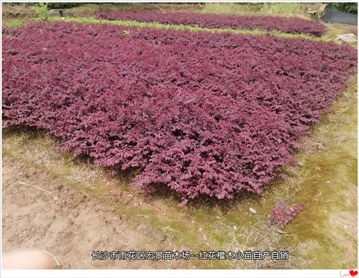 长沙红花檵木小苗，红花檵木杯苗，红花檵木小毛球--宏景苗木场