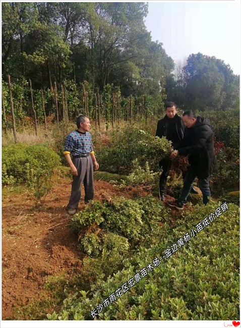 湖南金边黄杨小苗-长沙金边黄杨价格--宏景苗木场