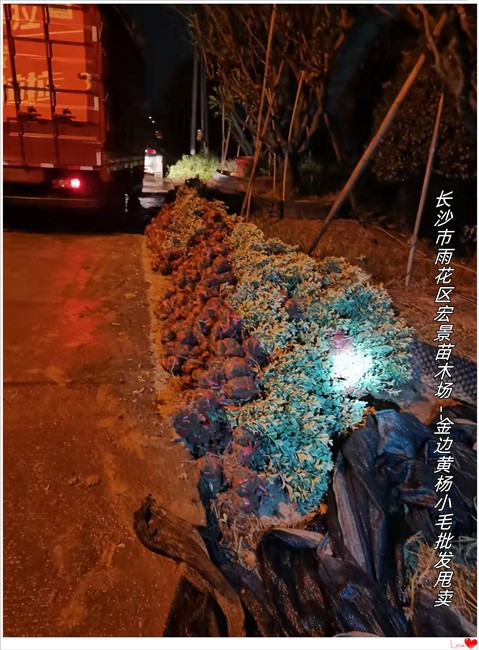 金边黄杨小毛球-浏阳金边黄杨杯苗-湖南金边黄杨价格--宏景苗木场