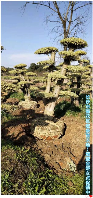 湖南金姬女贞苗圃-造型金姬女贞价格-长沙金姬女贞--宏景苗木场 湖南金姬女贞苗圃-造型金姬女贞价格-长沙金姬女贞--宏景苗木场