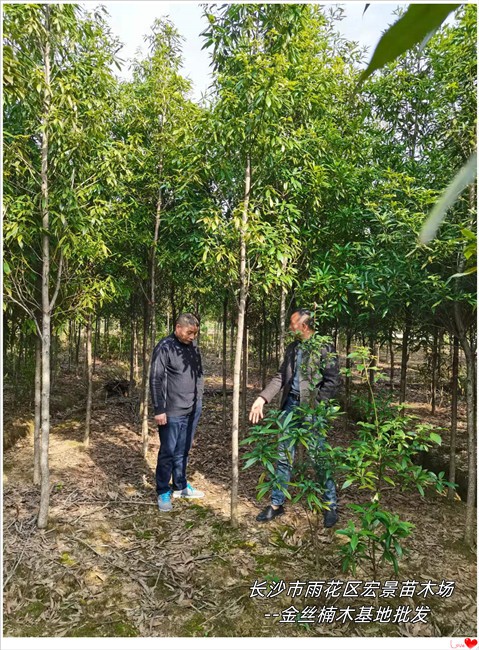 全冠金丝楠木价格，湖南金丝楠木基地，湖南桢楠苗圃--宏景苗木场