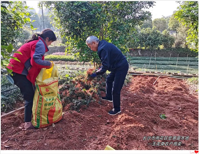 湖南玉龙草价格，浏阳玉龙草基地，长沙玉龙草--宏景苗木场