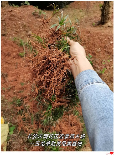 湖南玉龙草价格，浏阳玉龙草基地，长沙玉龙草--宏景苗木场