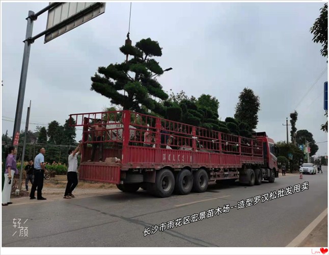 湖南造型罗汉松苗木，浏阳造型罗汉松，湖南罗汉松价格--宏景苗木场