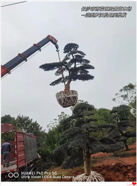 湖南造型罗汉松苗木，浏阳造型罗汉松，湖南罗汉松价格--宏景苗木场