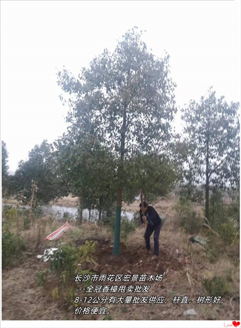 湖南全冠香樟，长沙移栽香樟，浏阳多杆香樟--宏景苗木场