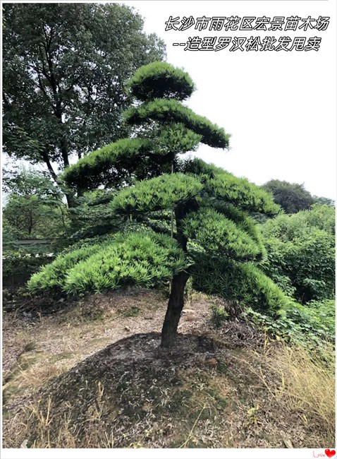 造型罗汉松批发-长沙造型罗汉松价格-湖南罗汉松苗圃-宏景苗木场