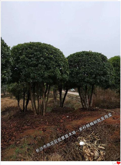 湖南全冠杨梅树-长沙移栽杨梅树-浏阳造型杨梅树--宏景苗木场