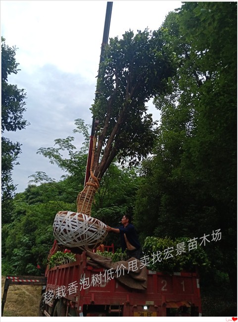 湖南全冠香泡，长沙移栽香泡，浏阳丛生多杆香泡--宏景苗木场