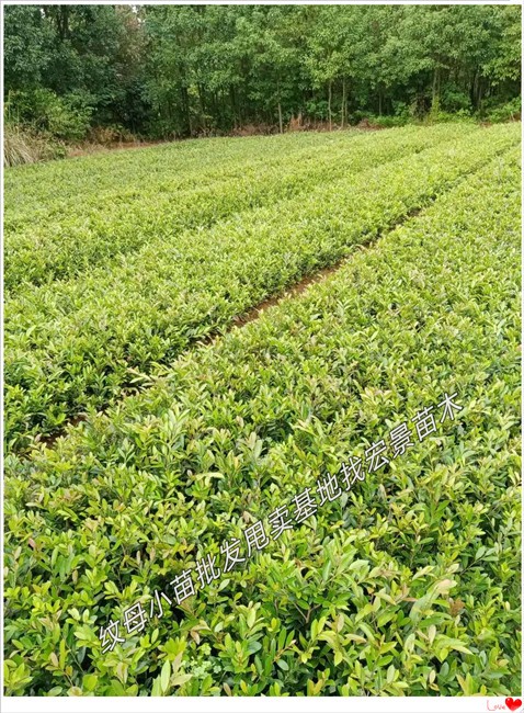 湖南纹母杯苗，长沙纹母小毛球，浏阳纹母价格--宏景苗木场