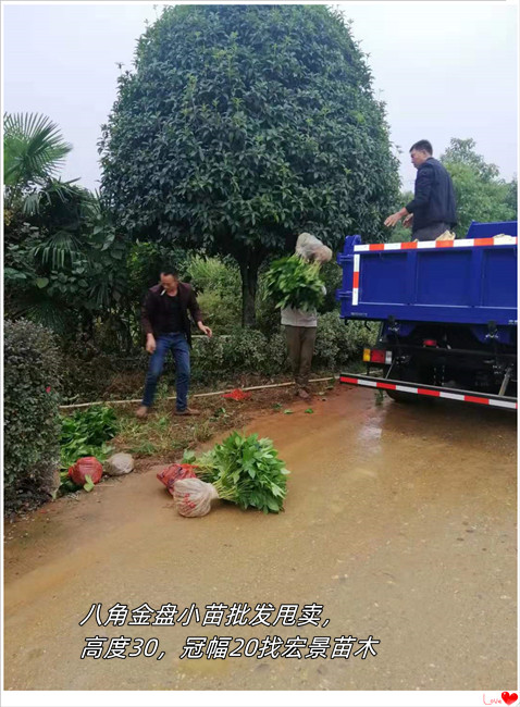 八角金盘小苗，湖南八角金盘杯苗，八角金盘价格--宏景苗木场