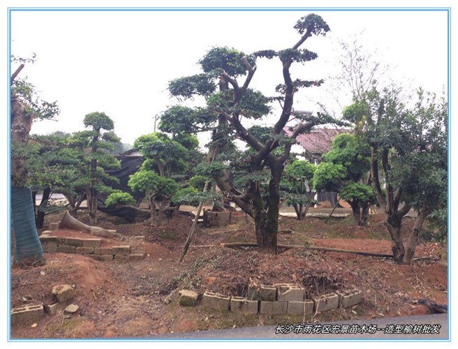 造型榆树价格，湖南榆树苗圃，浏阳丛生榆树--宏景苗木场