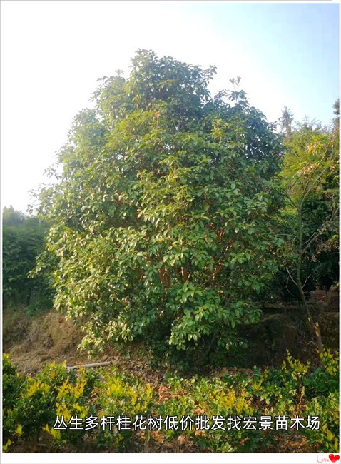 湖南丛生桂花树，长沙桂花树价格，浏阳桂花树苗圃--宏景苗木场