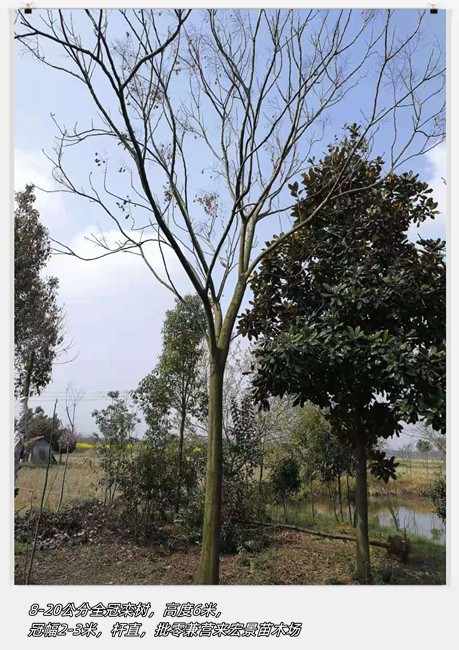 全冠栾树苗圃,湖南栾树价格,多杆丛生栾树-宏景苗木场 全冠栾树苗圃,湖南栾树价格,多杆丛生栾树-宏景苗木场