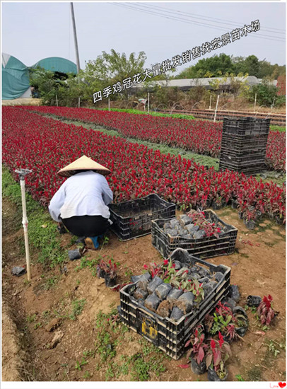 四季鸡冠花，百日草，孔雀草，矮牵牛-宏景苗木场