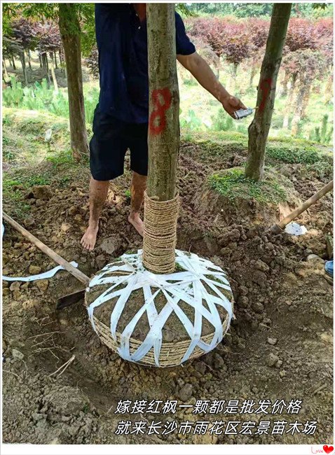 湖南红枫价格，嫁接红枫，多杆丛生红枫，浏阳红枫苗圃-宏景苗木场