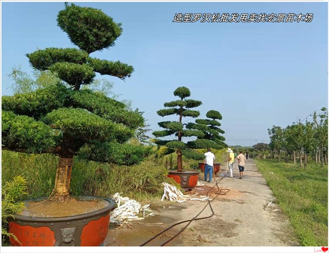 湖南造型罗汉松，长沙罗汉松盆景，浏阳罗汉松价格-宏景苗木场