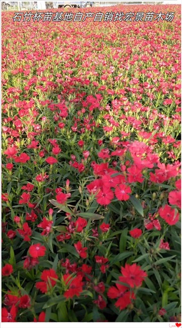 石竹杯苗价格，湖南石竹鲜花，长沙石竹杯苗基地-宏景苗木场