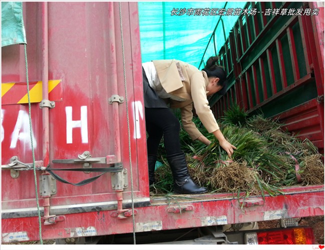 湖南吉祥草价格，跳马玉龙草-宏景苗木场