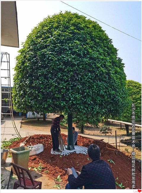 湖南桂花树，精品桂花树价格，浏阳丛生桂花树-宏景苗木场