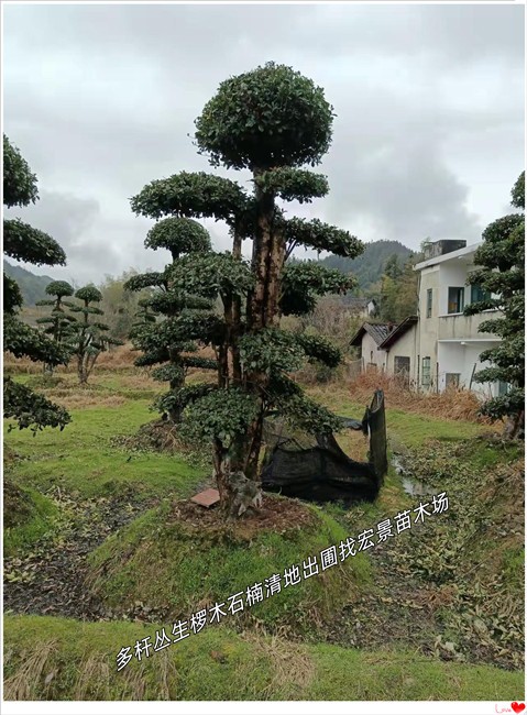 造型椤木石楠，湖南丛生多杆椤木石楠，椤木石楠基地-宏景苗木场