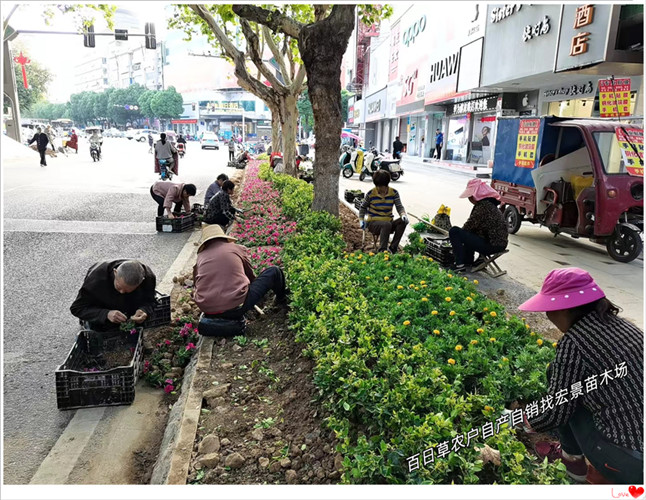 湖南百日草杯苗，长百日草基地-宏景苗木场