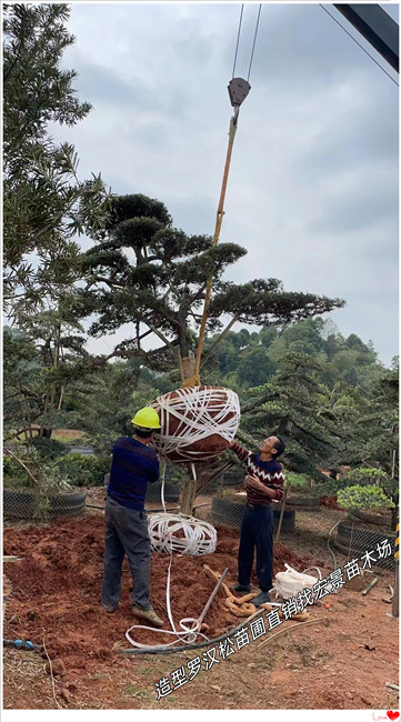 湖南造型罗汉松，长沙罗汉松苗圃，长飘造型罗汉松价格-宏景苗木场