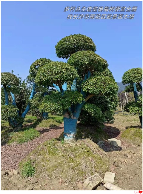 造型杨梅树价格，湖南丛生杨梅树，浏阳椤木石楠-宏景苗木场