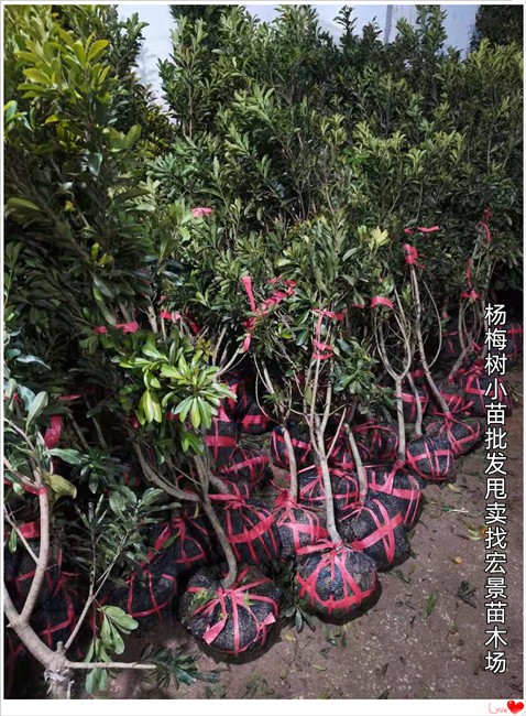 全冠杨梅树，湖南移栽杨梅树，长沙桂花树-宏景苗木场