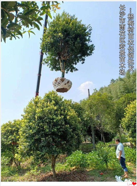 造型杨梅树价格，湖南丛生杨梅树，浏阳椤木石楠-宏景苗木场