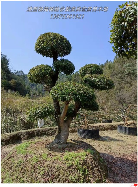 造型杨梅树价格，湖南丛生杨梅树，浏阳椤木石楠-宏景苗木场