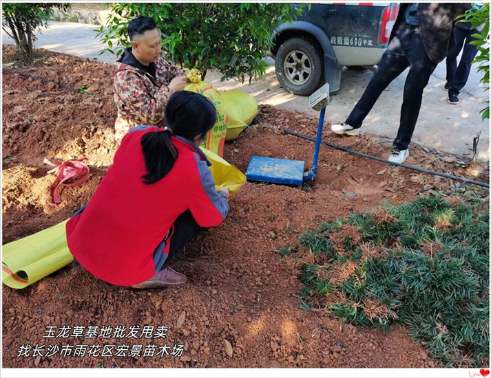 湖南玉龙草价格，浏阳吉祥草，长沙麦冬草-宏景苗木场